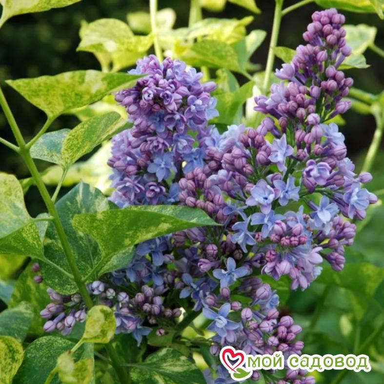 Сирень "Аукубофолия" (обыкновенная)