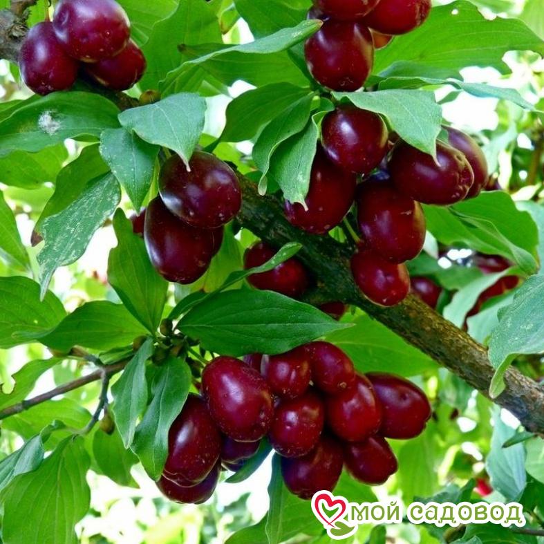 Кизил Владимирский