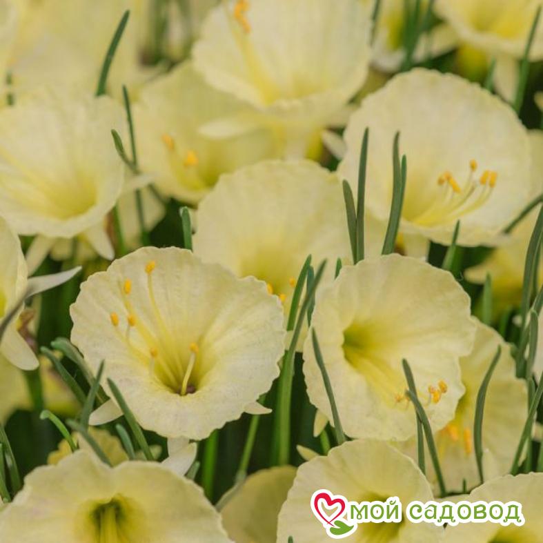 Нарцисс мини Джулия Джейн