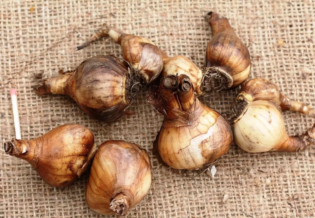 Нарцисс Царский Венец